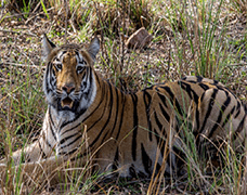 Chandrapur