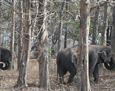Gadchiroli